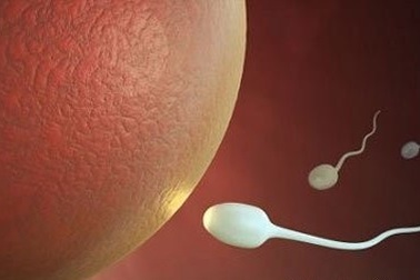 Tinh trùng bất động có thể sinh con?