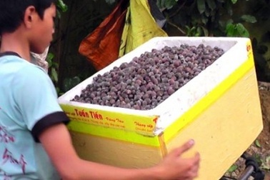 Đổ xô lên rừng hái sim, đút túi 700.000 đồng/ngày