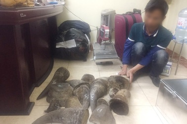 Bắt giữ “ông trùm” đường dây buôn hổ nguyên con, sừng tê, da sư tử