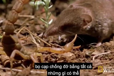 Chuột chù đối đầu bọ cạp "sát thủ" trong trận chiến sinh tử và cái kết