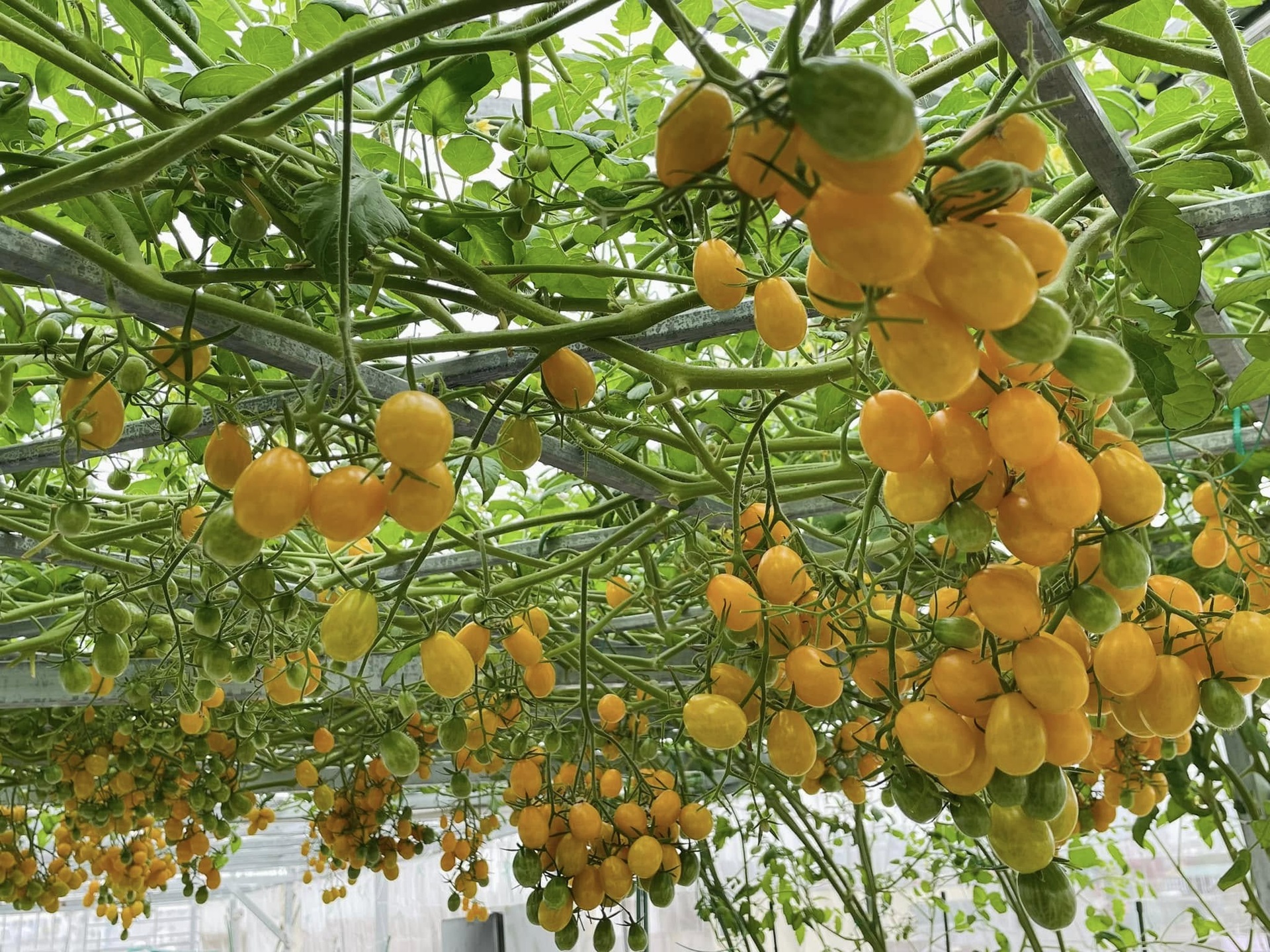 Nữ bác sĩ ở Hà Nội biến sân thượng tầng 6 thành khu vườn ngập rau trái - 8 Nữ bác sĩ ở Hà Nội biến sân thượng tầng 6 thành khu vườn ngập rau trái - 8