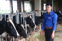 Chàng trai 9X kiếm hàng trăm triệu đồng nhờ nuôi bò sữa