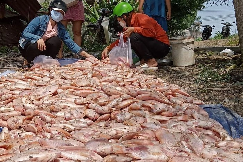 Đồng Nai: Nước lũ cuốn hàng trăm tấn cá nuôi lồng bè - 2 Đồng Nai: Nước lũ cuốn hàng trăm tấn cá nuôi lồng bè - 2