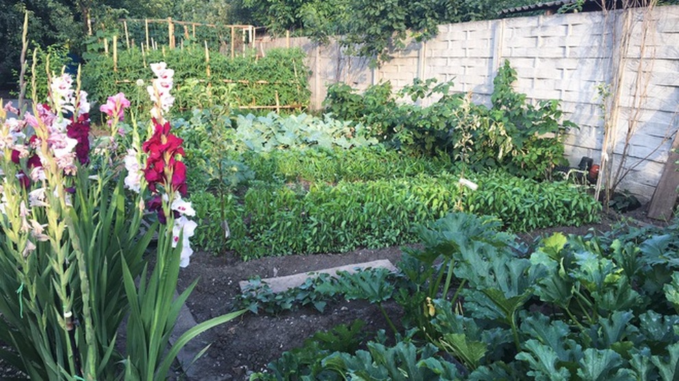 Những khu vườn sum suê rau, trái của các ông bố Việt ở trời Tây - 1 Những khu vườn sum suê rau, trái của các ông bố Việt ở trời Tây - 1