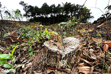 Rừng thông khoảng 40 năm tuổi bị đốn hạ để trồng keo