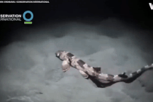 Những loài cá mập có khả năng “đi bộ” dưới đáy biển