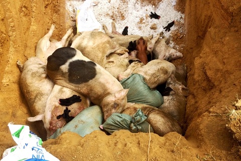 Quảng Nam: Xuất hiện ổ dịch tả lợn châu Phi