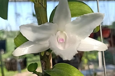 Vườn lan đột biến giá hàng chục tỷ của ông chủ kín tiếng Hà thành