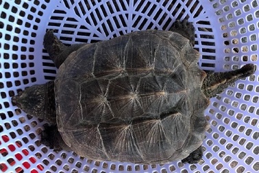 Rùa cá sấu hiếm gặp lần đầu xuất hiện ở đầm Thị Nại