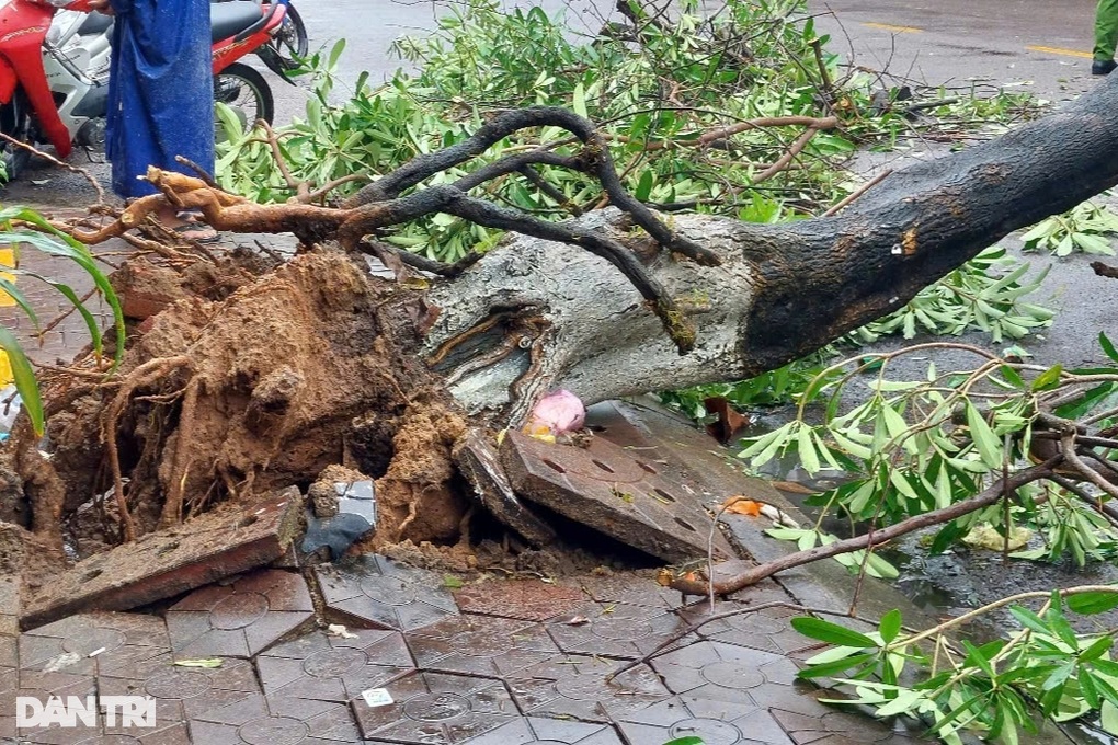 Cây hoa sữa bật gốc đổ đè trúng người đi đường - 2 Cây hoa sữa bật gốc đổ đè trúng người đi đường - 2