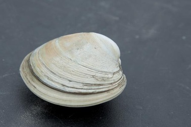 Con ngao 500 tuổi tiết lộ bằng chứng “cực kỳ đáng lo ngại” về biến đổi khí hậu