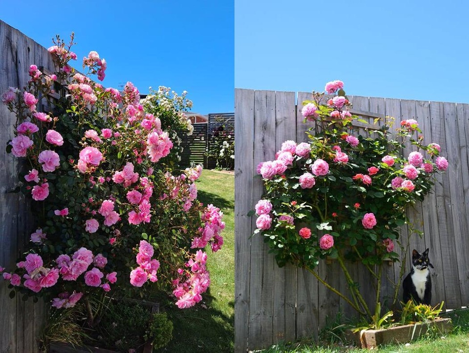 Khu vườn gần 50 loài hoa hồng khoe sắc quanh năm của mẹ Việt ở Úc - 11