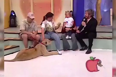 Sư tử tấn công em bé trên sóng truyền hình trực tiếp