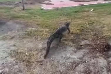 Cần thủ bị cá sấu rượt đuổi vì tranh giành con mồi