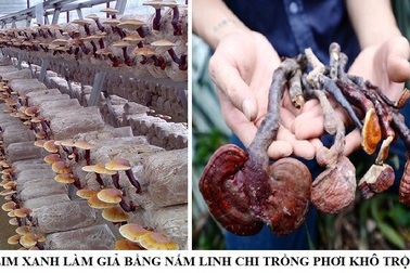 Nấm lim xanh rừng và phân biệt hình ảnh nấm lim xanh thật giả