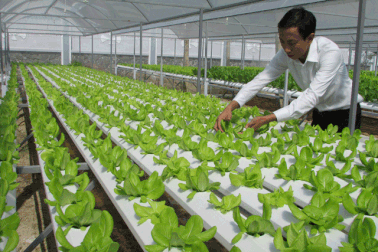 Đà Nẵng khuyến khích doanh nghiệp đầu tư vào nông nghiệp