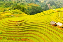 Ngắm nhìn những "dải lụa vàng" ở Mù Cang Chải