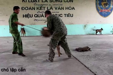 Quá trình huấn luyện chó nghiệp vụ dân sự.