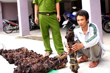 Xử tù đối tượng giết voọc Chà Vá