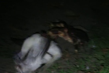 Rùng mình cảnh cua dừa tấn công và ăn thịt chim biển