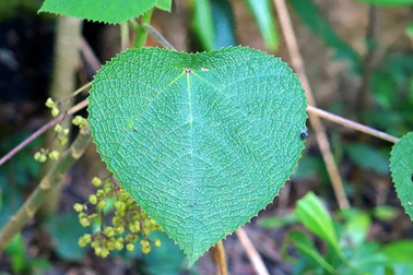 Loài thực vật kỳ lạ có chất độc giống nọc độc của bọ cạp