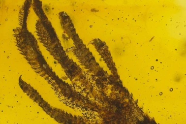 Tìm thấy chân thằn lằn tí hon trong hổ phách 20 triệu năm tuổi