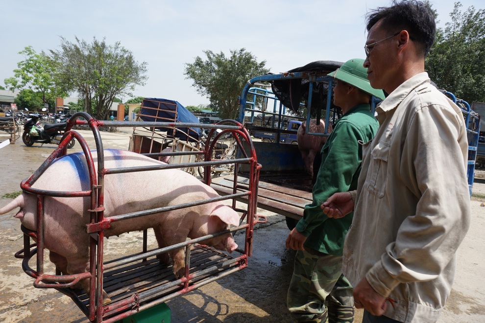 Chính phủ: Sớm có giải pháp hỗ trợ người chăn nuôi, bình ổn giá thịt lợn - 1 Chính phủ: Sớm có giải pháp hỗ trợ người chăn nuôi, bình ổn giá thịt lợn - 1