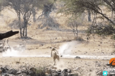 Hài hước khoảnh khắc sư tử cái vụng về khiến con mồi trốn thoát