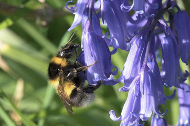 Côn trùng tìm phấn hoa như thế nào?
