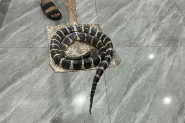 Hải Phòng: Người mẹ phát hiện rắn độc trong nhà sau tiếng hét của con