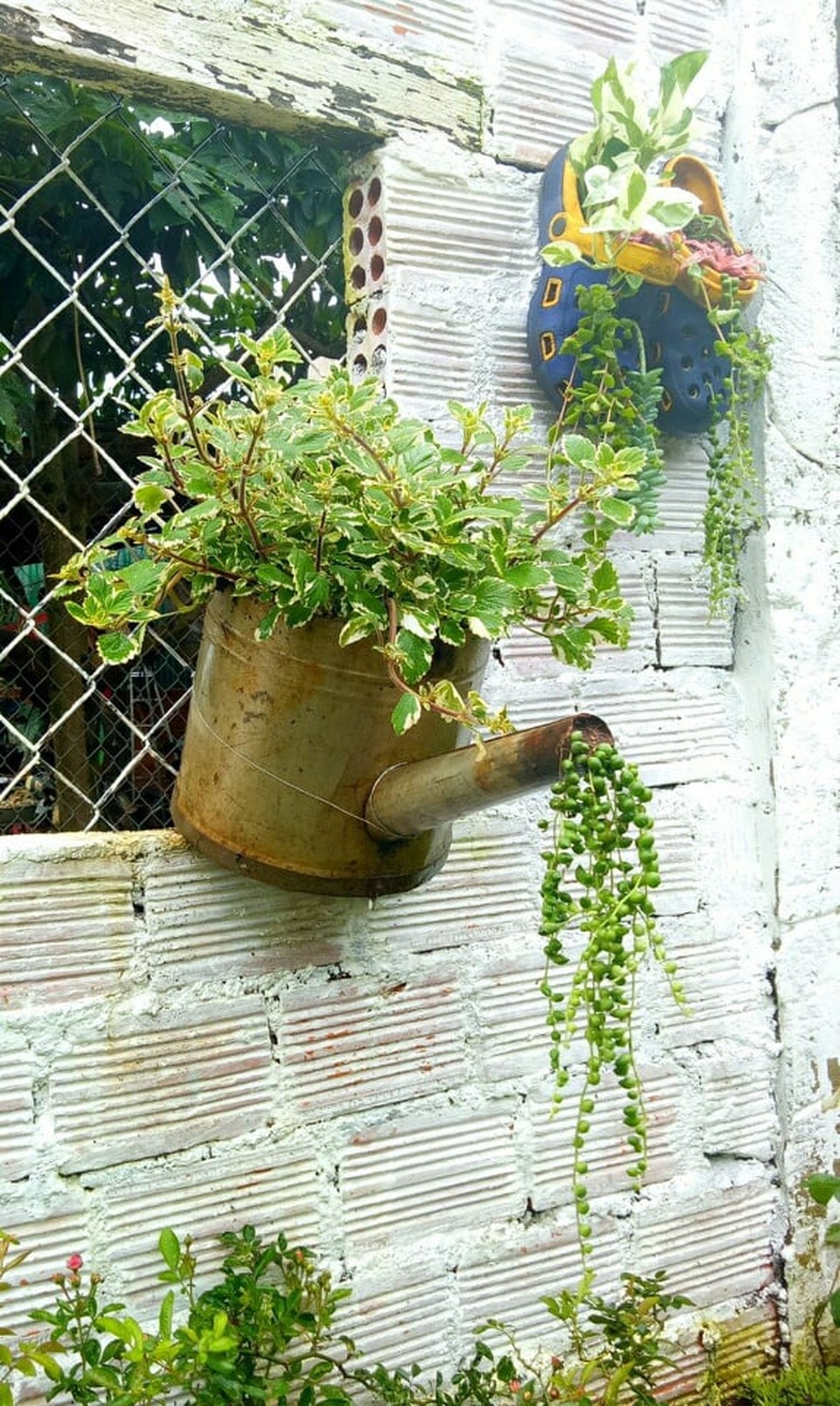 Độc đáo khu vườn ve chai của chị gái Lâm Đồng - 6 Độc đáo khu vườn ve chai của chị gái Lâm Đồng - 6