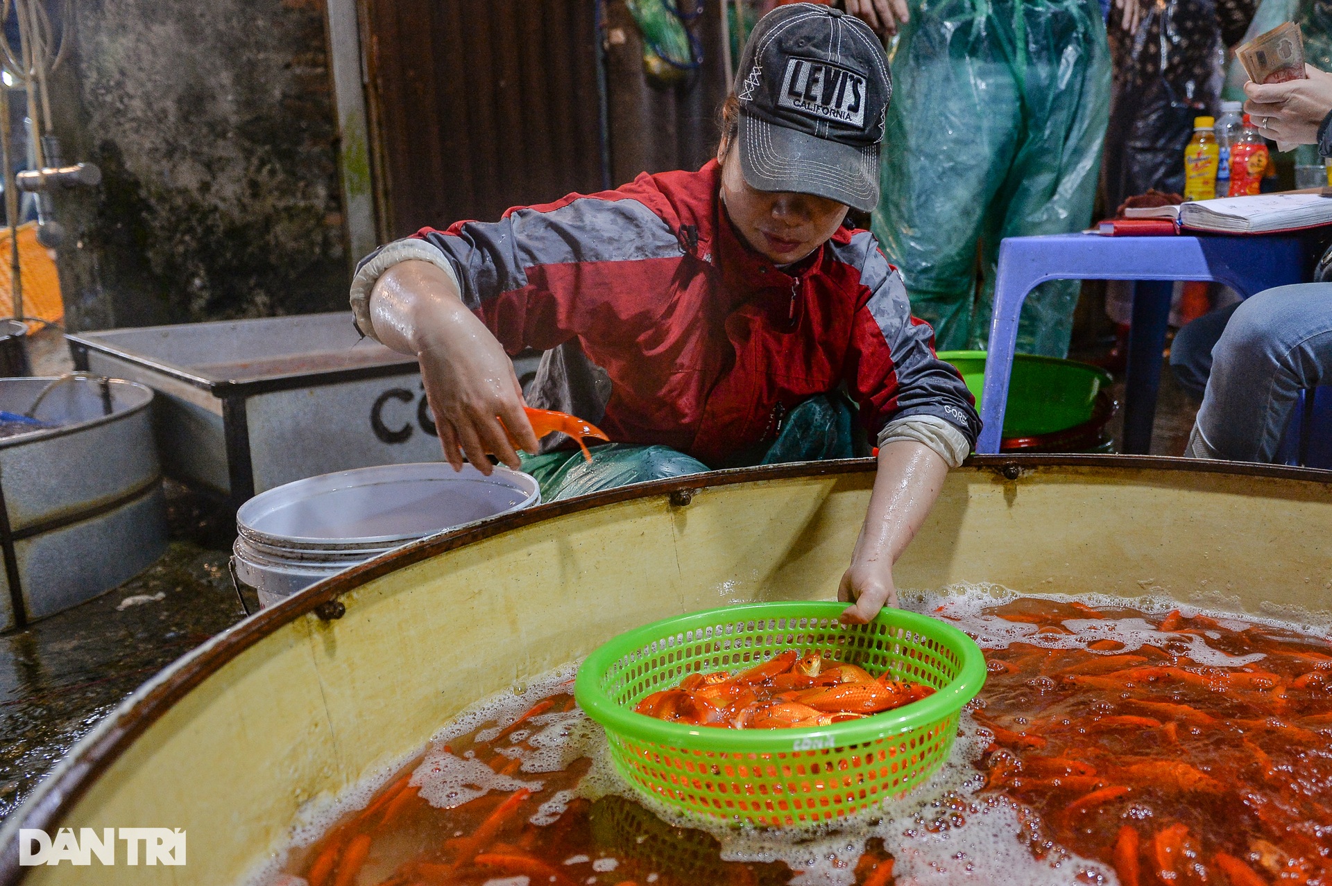 Cá chép vàng ở chợ cá lớn nhất miền Bắc rẻ bất ngờ ngày cúng ông Táo - 8 Cá chép vàng ở chợ cá lớn nhất miền Bắc rẻ bất ngờ ngày cúng ông Táo - 8