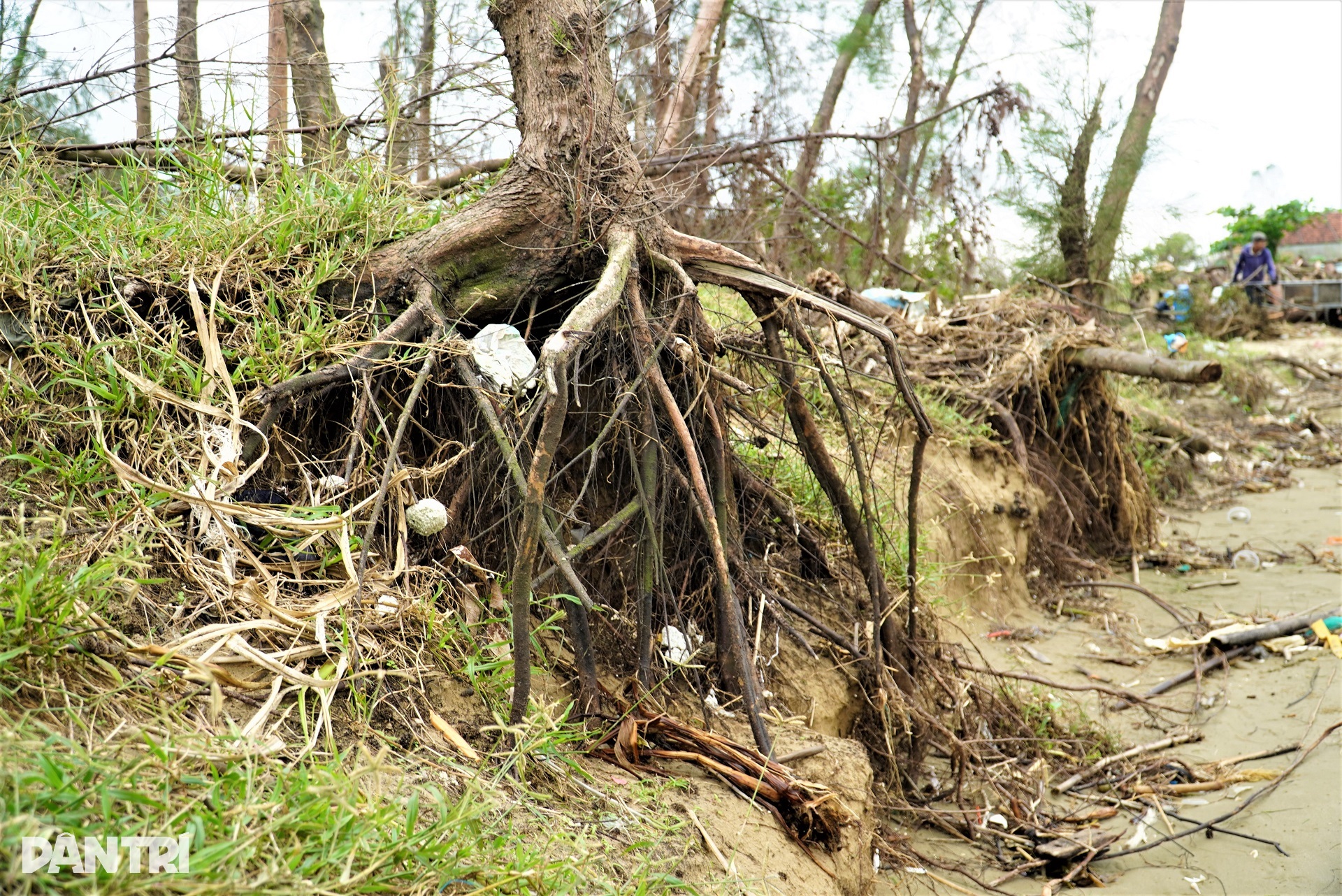 Lá chắn xanh xơ xác sau hai cơn bão dữ - 7 Lá chắn xanh xơ xác sau hai cơn bão dữ - 7