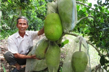 Lão nông trồng mít, nuôi cá đồng… thu 300 triệu đồng/năm