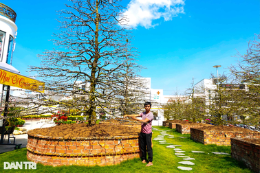 Lạc vào vườn mai tiền tỷ siêu hiếm của đại gia An Giang