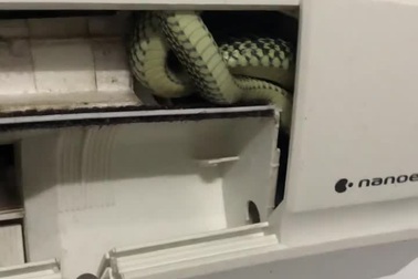 Rắn cườm bò vào máy điều hòa của một gia đình tại Kiên Giang