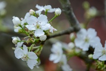 Thú chơi hoa lê độc đáo sau Tết của người Hà Nội