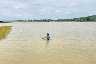 Mưa ngập trắng đồng, nông dân xót xa gặt lúa về cho gà ăn
