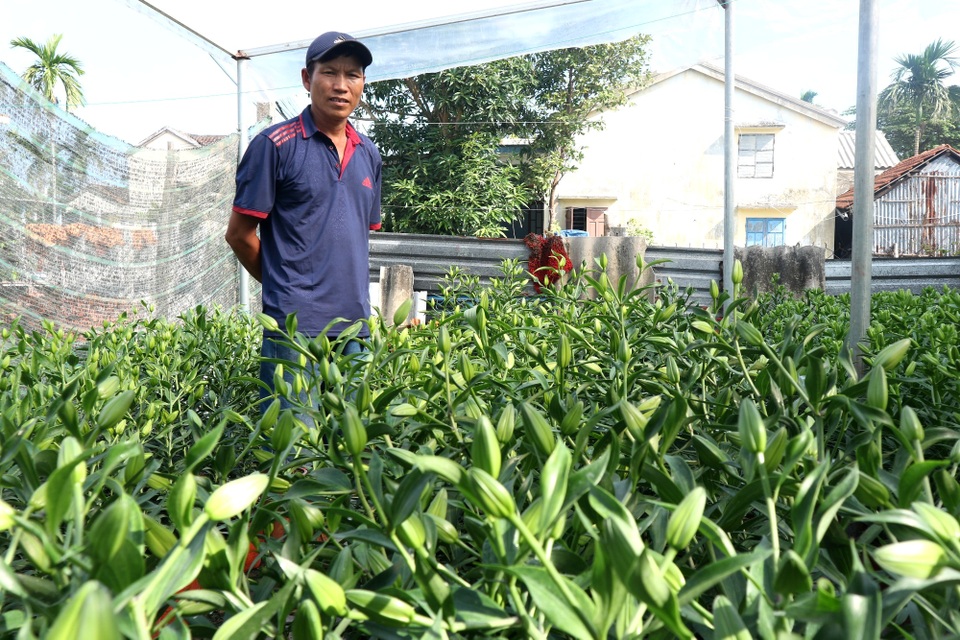 Hội An: Hoa, cây cảnh chơi Tết tăng giá - 2 Hội An: Hoa, cây cảnh chơi Tết tăng giá - 2