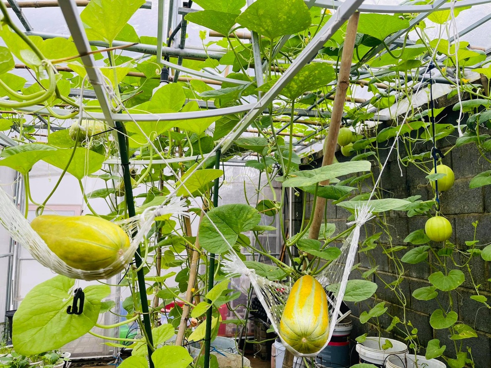 Vườn trồng rau, nuôi cá đẹp như tranh của người chồng tặng vợ ở Đồng Nai - 9 Vườn trồng rau, nuôi cá đẹp như tranh của người chồng tặng vợ ở Đồng Nai - 9