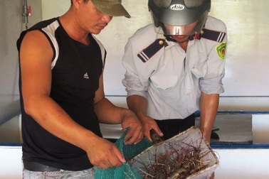 “Phóng thích” 24 kg tôm hùm sỏi về biển