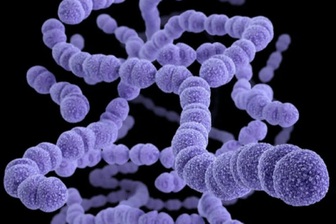 Loại vi khuẩn làm 1,6 triệu ca tử vong mỗi năm, trẻ nhỏ dễ tổn thương nhất