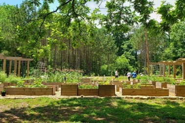 Thành phố trồng "rừng thức ăn" miễn phí, người dân tự do thu hoạch