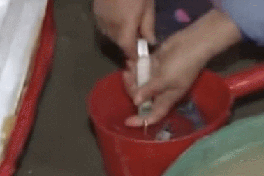 Mẹo đơn giản nhận biết tôm bơm tạp chất