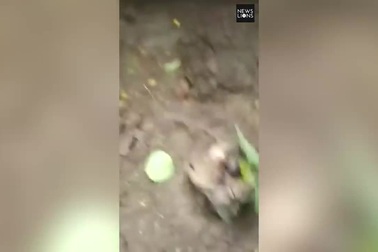 Con chuột kỳ lạ với mầm cây mọc ra từ sau lưng