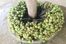 "Cây thần" cả xóm ăn không hết, nhưng ai cũng ngã ngửa khi biết sự thật