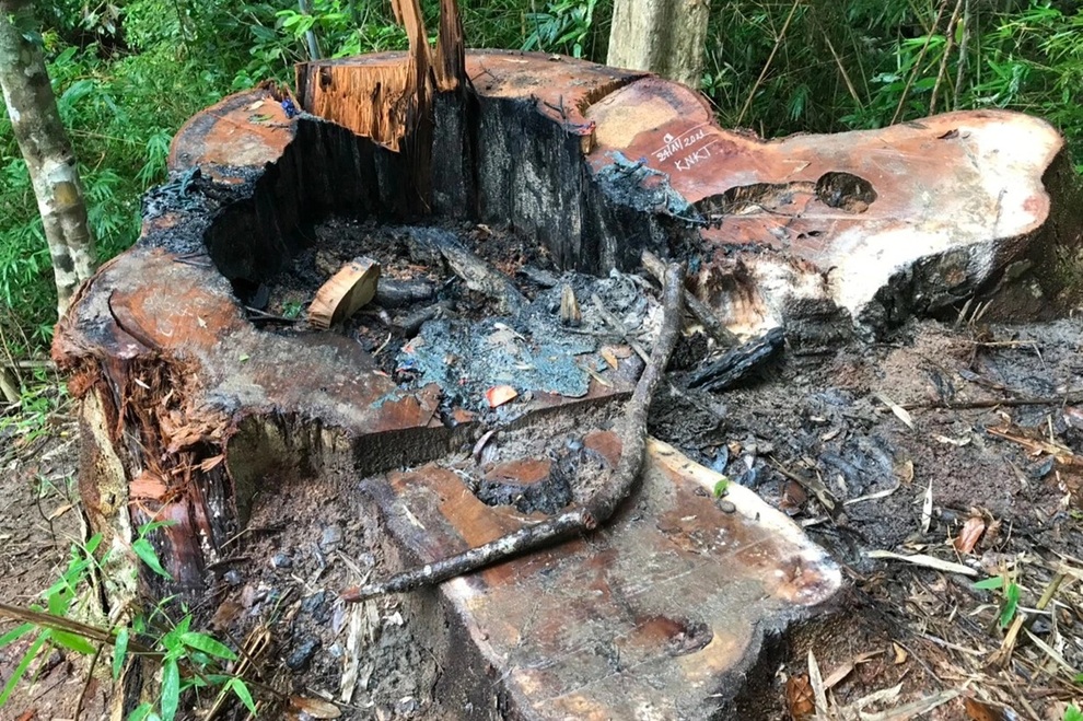 Lộ diện cánh rừng bị xẻ thịt tại Gia Lai - 4