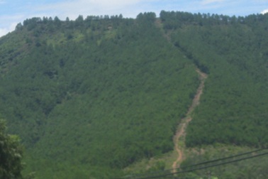 Phát hiện xác chết trên đồi sim sau 6 tháng mất tích