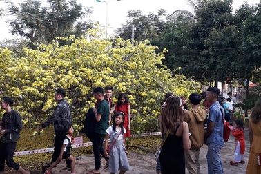 Cây mai “đẹp nhất Đông Nam bộ” hút khách du xuân