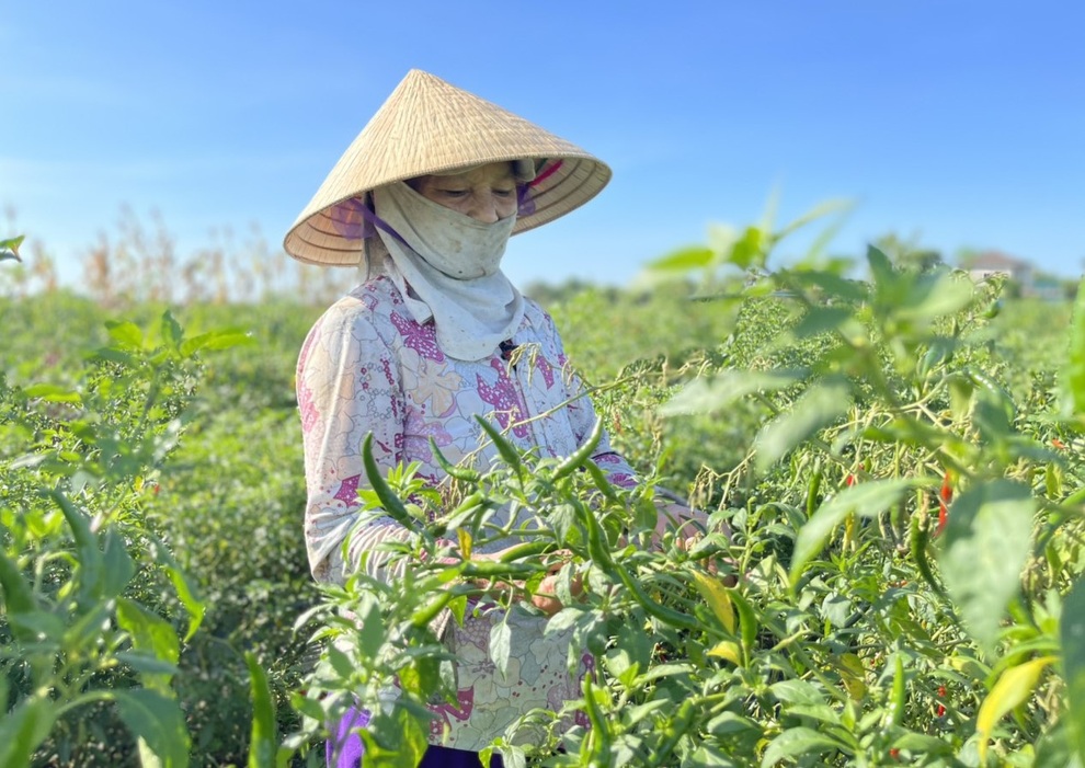Ớt chín đỏ đồng, nông dân cay mắt chờ thương lái - 1 Ớt chín đỏ đồng, nông dân cay mắt chờ thương lái - 1